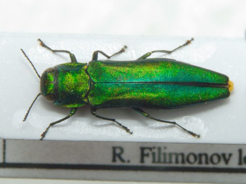 Agrilus smaragdinus Solsky, 1875